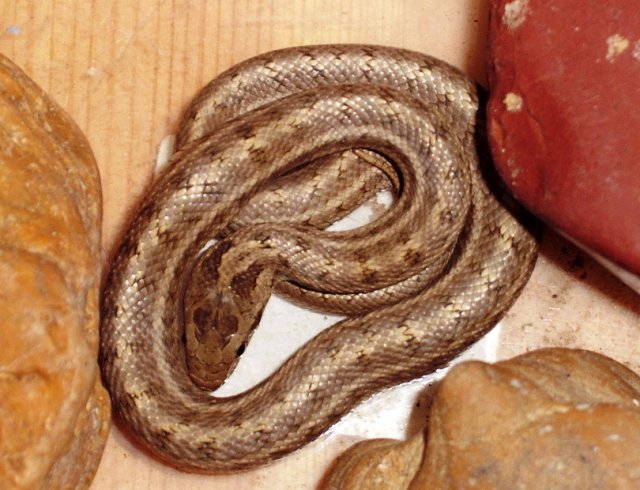 Полоз змея фото виды и описание